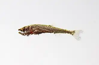 Hydrolycus sp. (juvénile)