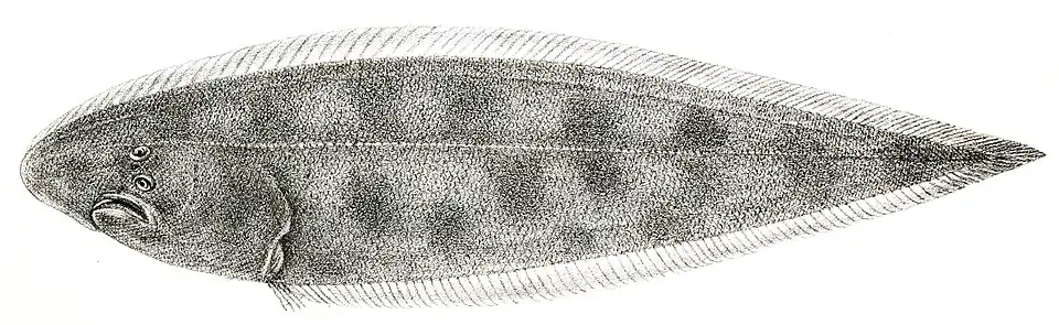 Cynoglossus dubius