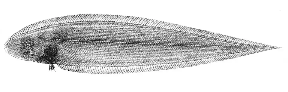 Cynoglossus lingua