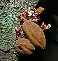 Cynometra cauliflora: fruits et fleurs