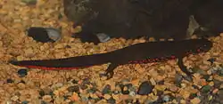 Une salamandre vue de profil. Son dos est brun foncé, tandis que son ventre est d'un rouge vif moucheté de taches noires.