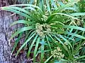 Cyperus sp.