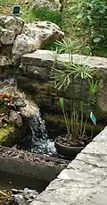 Cyperus papyrus au bas d'une cascade à la japonaise.