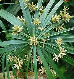 Ombelle avec inflorescences