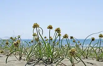 Cyperus capitatus, (Cyperaceae).