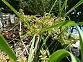 Inflorescence