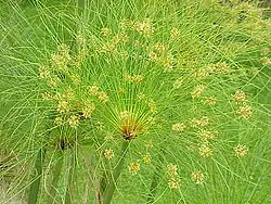 Ombelle avec inflorescences fonctionnelles.