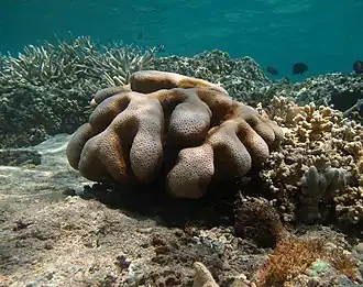 Cyphastrea serailia