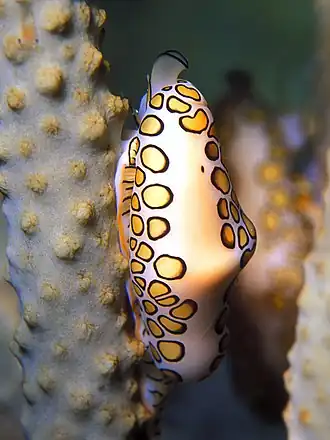 Description de l'image Cyphoma gibbosum (living).jpg.