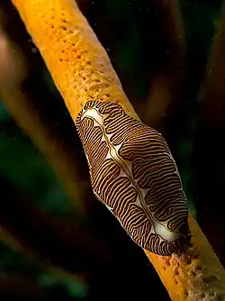 Cyphoma signatum