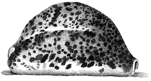 Illustration de l’Index Testarum Conchyliorum de Niccolò Gualtieri (1742).