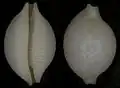 Cypraea cicercula