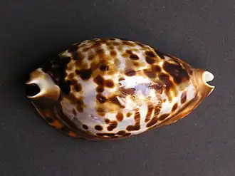 Description de l'image Cypraea friendii.jpg.