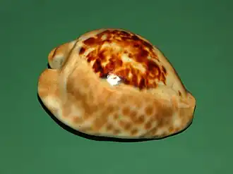 Description de l'image Cypraeidae - Bernaya teulerei-3.JPG.