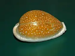 Naria miliaris