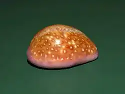 Naria poraria