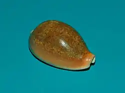 Erronea ovum.