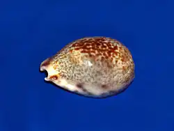 Erronea pallida.