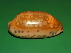 Mauritia scurra