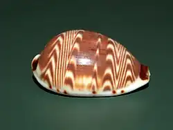 Coquille