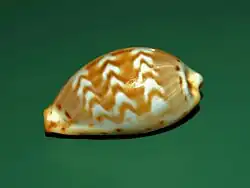 Palmadusta ziczac.