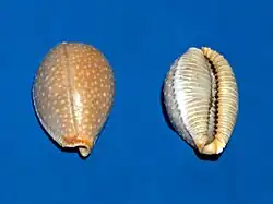 Staphylaea staphylaea.