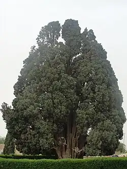 Le cyprès d’Abarqu.