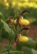 Song of the Lady's Slipper Orchid (no 46, 2018)