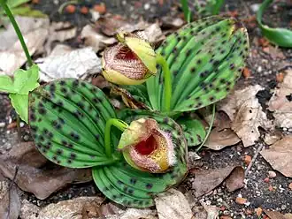 Description de l'image Cypripedium fargesii Orchi 294142.jpg.