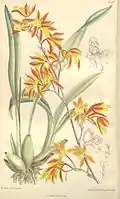 Cyrtochilum retusum