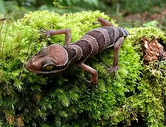 Description de l'image Cyrtodactylus-pulchellus.jpg.