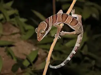 Description de l'image Cyrtodactylus bintangrendah.jpg.