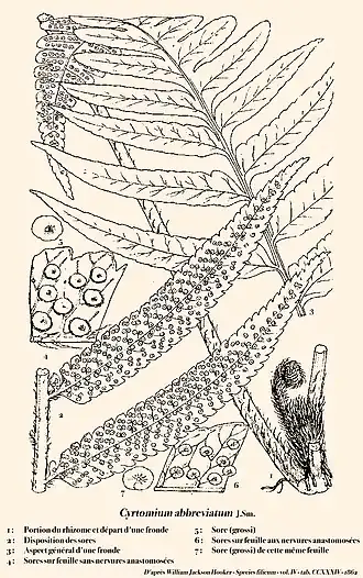 Description de l'image Cyrtomium_abbreviatum.jpg.