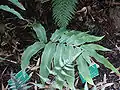 Fronde