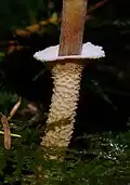 Cystoderma fallax