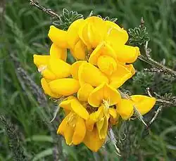 Fleurs