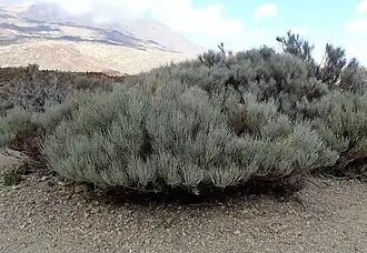 Un buisson sec.