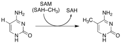ajout d'un groupement CH3 par "SAM" sur une cytosine
