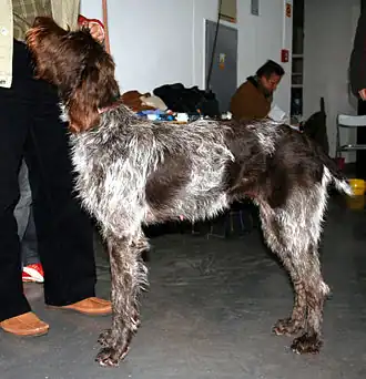 Barbu tchèque.