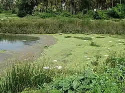 Déchets sur le lac