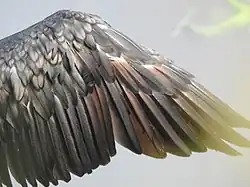 Détail du plumage