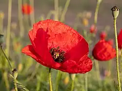 Autre fleur épanouie sur le bord d'un champ en Allemagne.