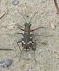 Cicindela hybrida.