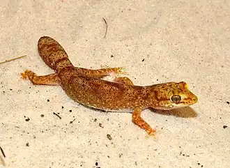 Description de l'image D.tessellatus.jpg.