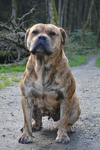 Femelle Dogue de Majorque Bringé.
