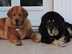 une male fauve et sa femelle Dogue du Tibet