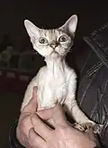 Devon rex blue tabby point.