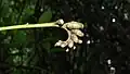 Inflorescence de Raputia aromatica.