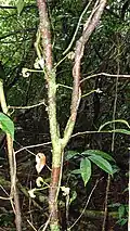 Tronc fleuri de Raputia aromatica.