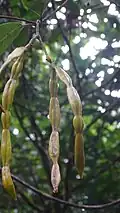 Fruits de Condylocarpon guyanense